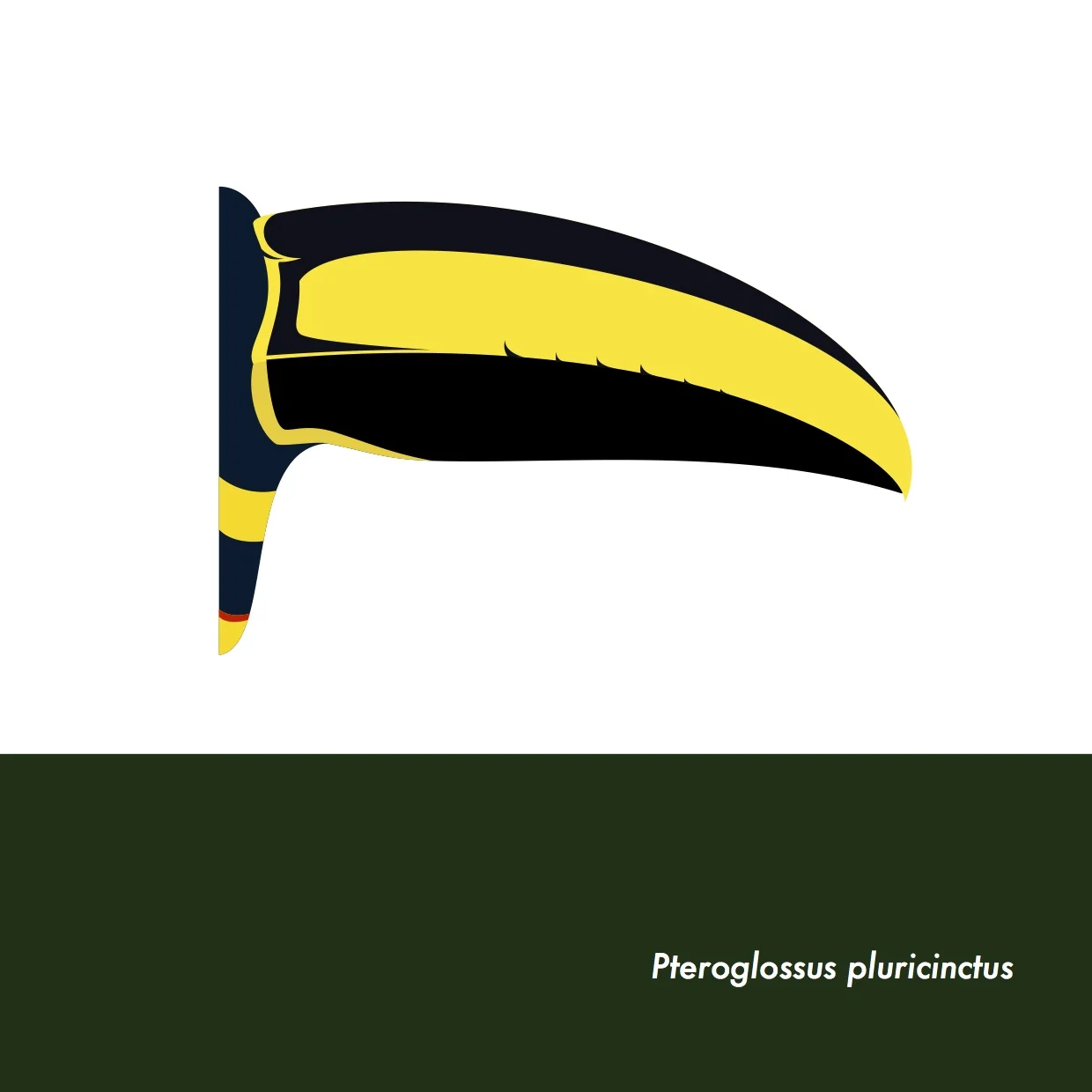 17-PteroglossusPluricinctus.jpeg