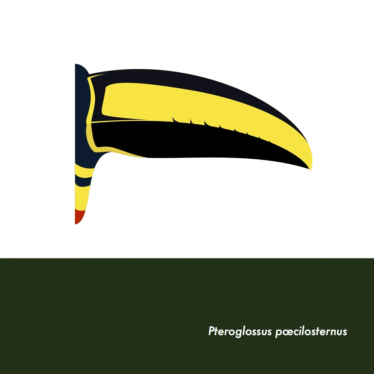 18-PteroglossusPoecilosternus.jpeg