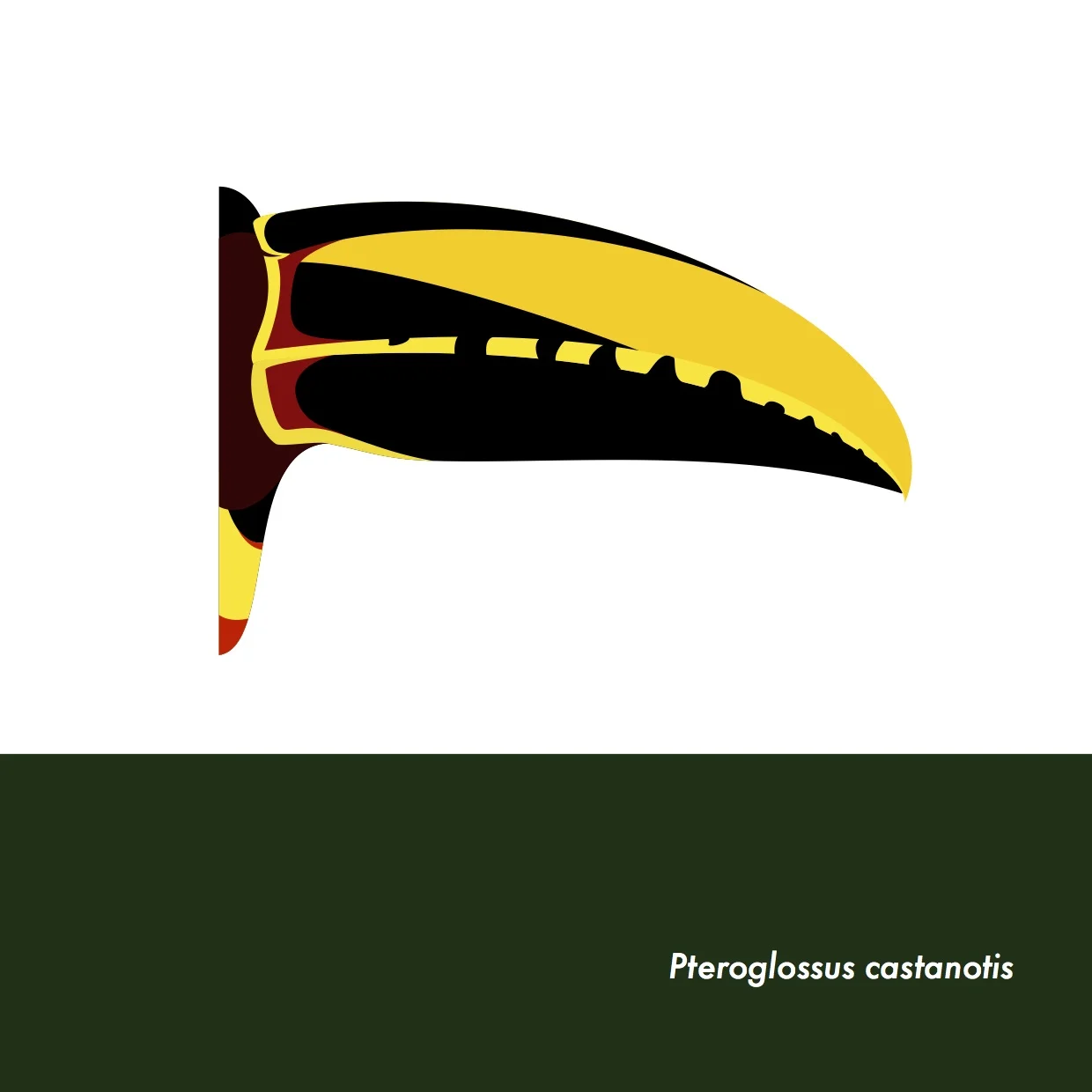19-PteroglossusCastanotis.jpeg