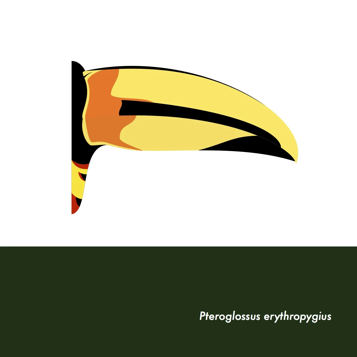 21-PteroglossusErythropygius.jpeg