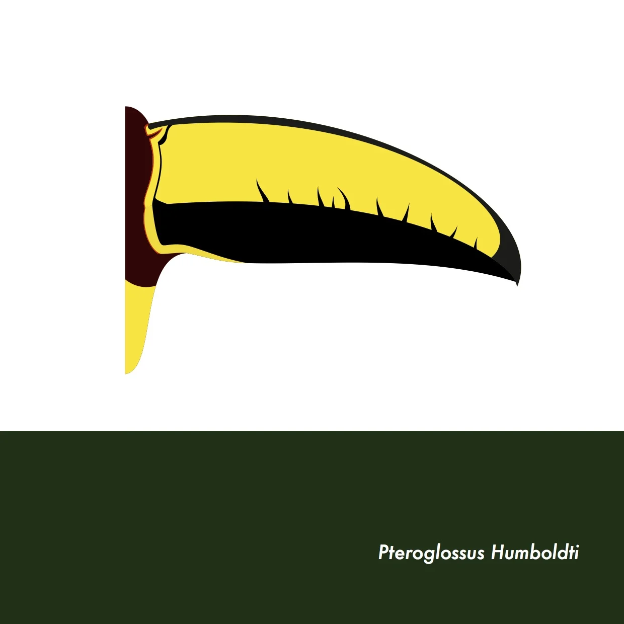 22-PteroglossusHumboldti.jpeg