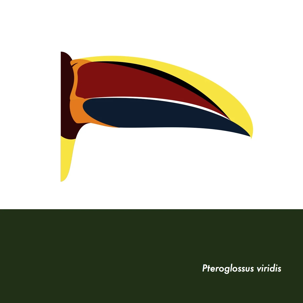 24-PteroglossusViridis.jpeg