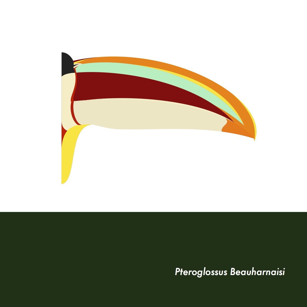 25-PteroglossusBeauharnaisi.jpeg