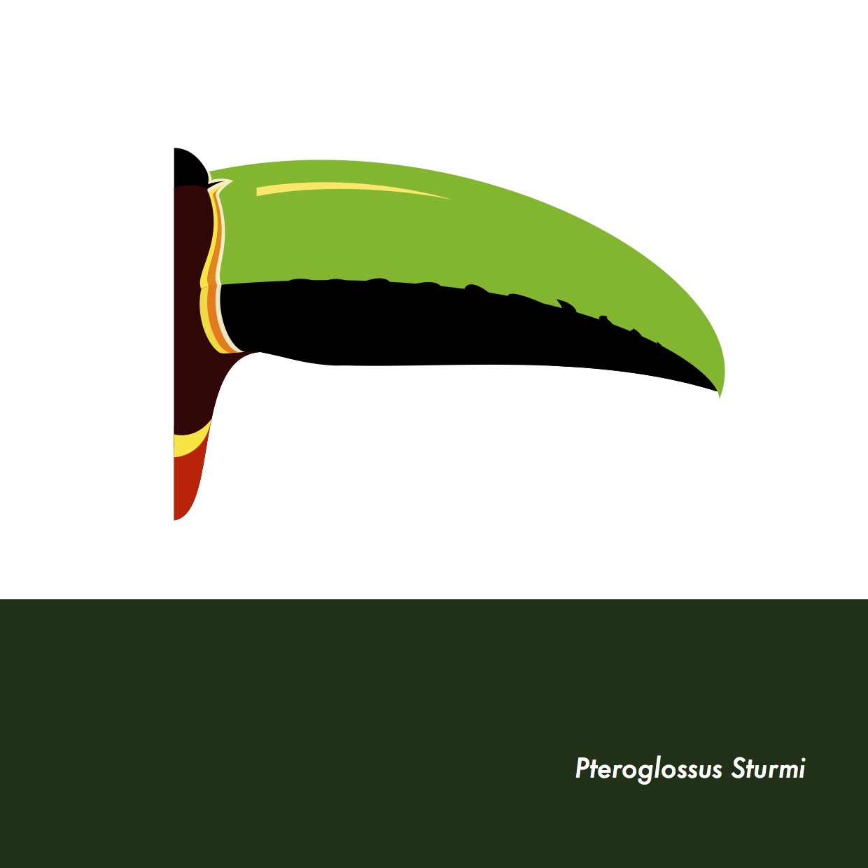 27-PteroglossusSturmi.jpeg