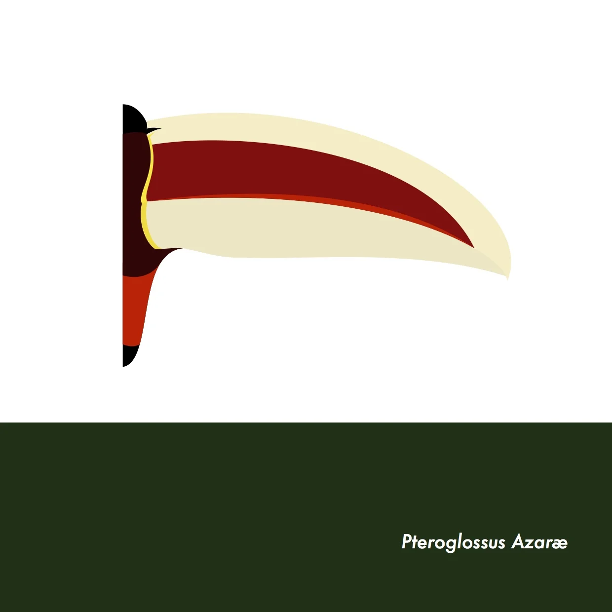 28-PteroglossusAzarae.jpeg