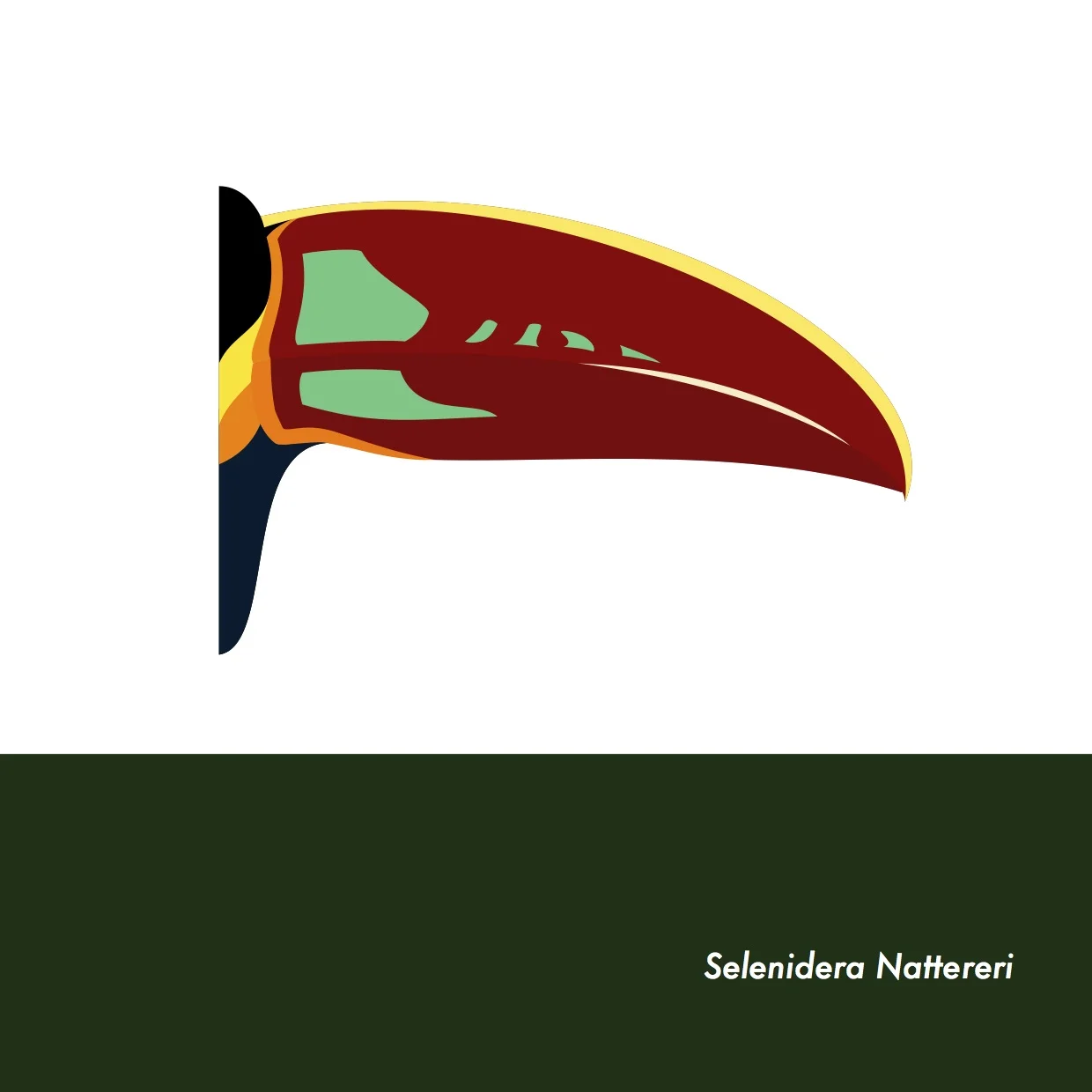 34-SelenideraNattereri.jpeg
