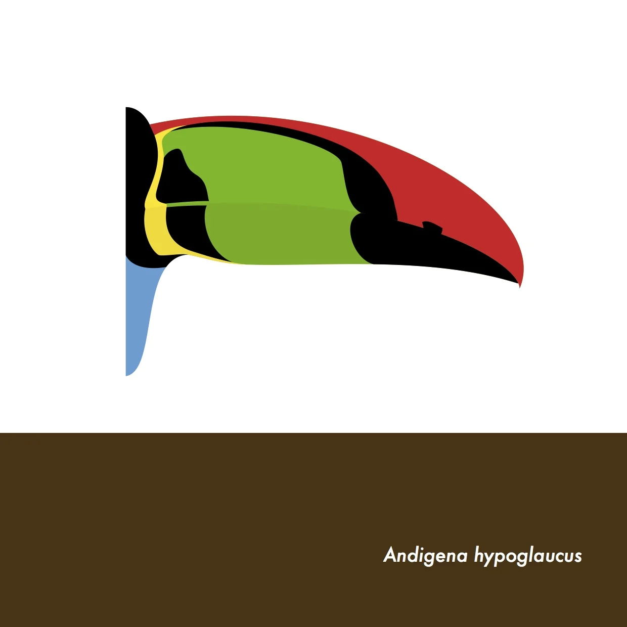 38-AndigenaHypoglaucus.jpeg