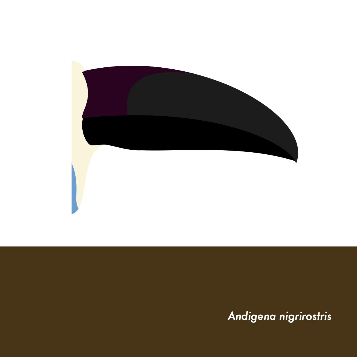 40-AndigenaNigrirostris.jpeg