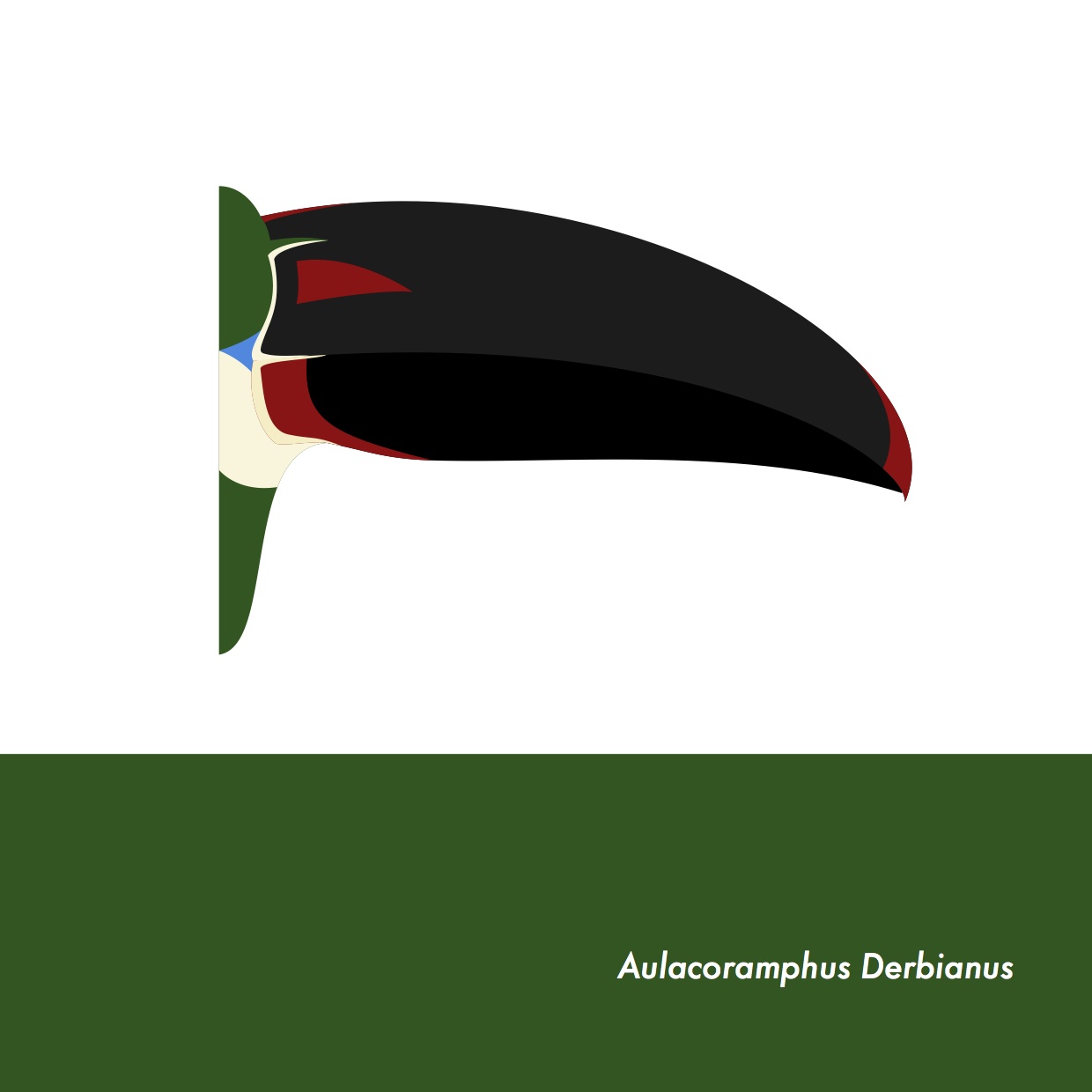 43-AulacoramphusDerbianus.jpeg