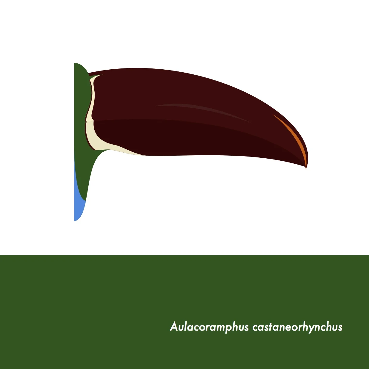 44-AulacoramphusCastaneorhynchus.jpeg