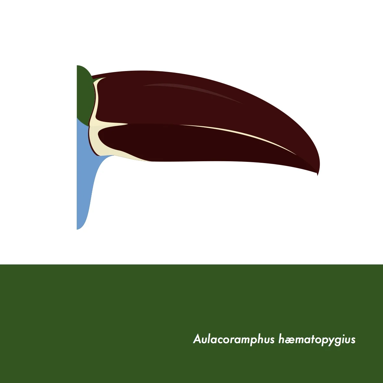 45-AulacoramphusHaematopygius.jpeg