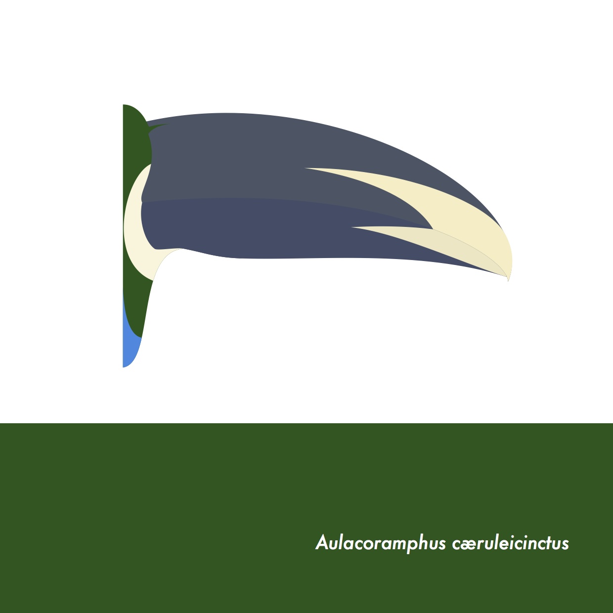 46-AulacoramphusCaeruleicinctus.jpeg