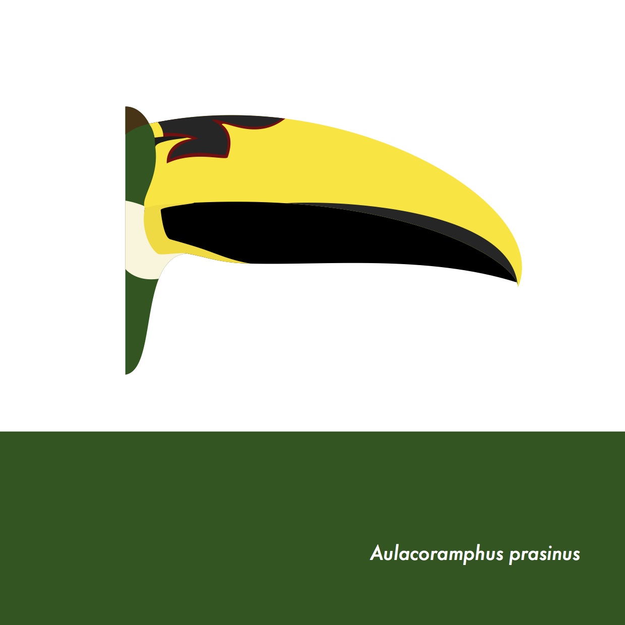 47-AulacoramphusPrasinus.jpeg