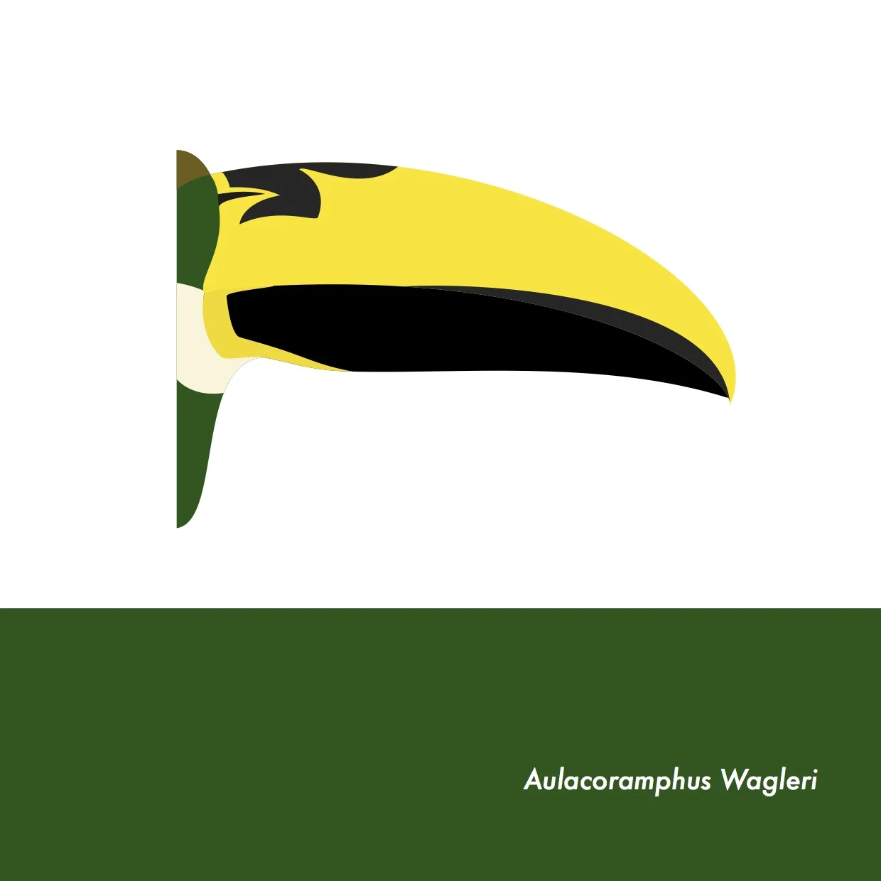 48-AulacoramphusWagleri.jpeg