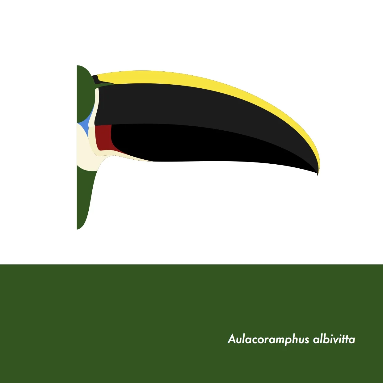 49-AulacoramphusAlbivitta.jpeg