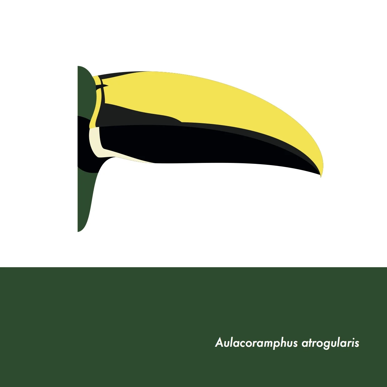 50-AulacoramphusAtrogularis.jpeg