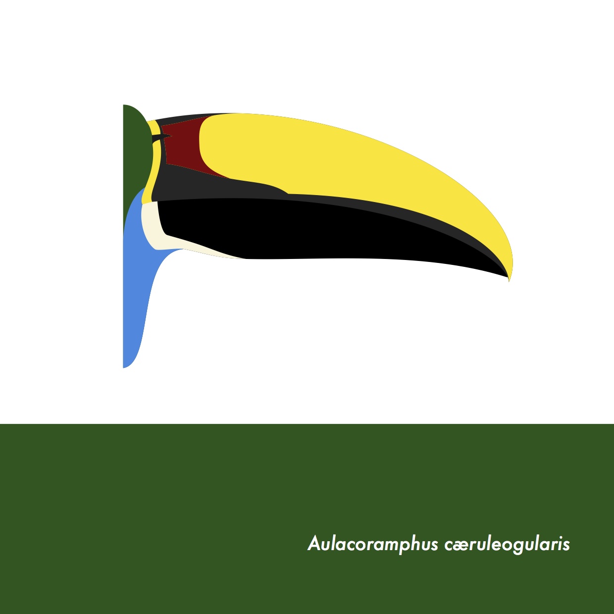 51-AulacoramphusCaeruleogularis.jpeg