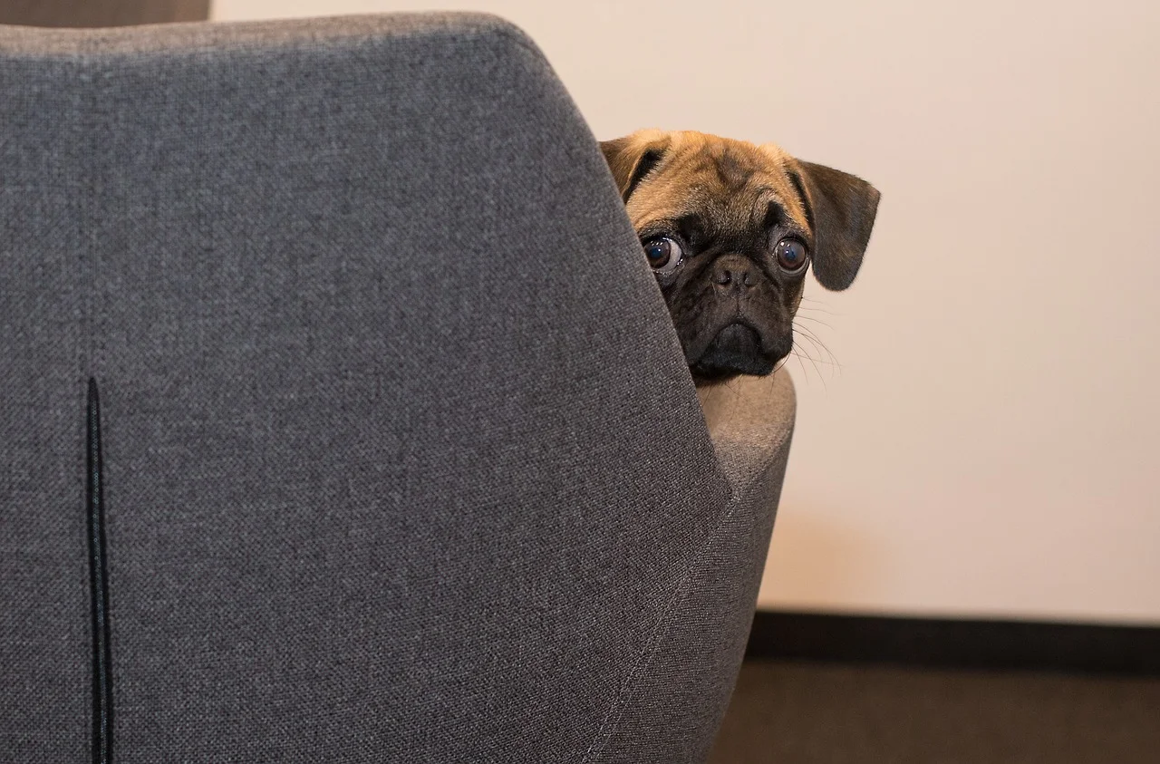 doghowoften.jpg