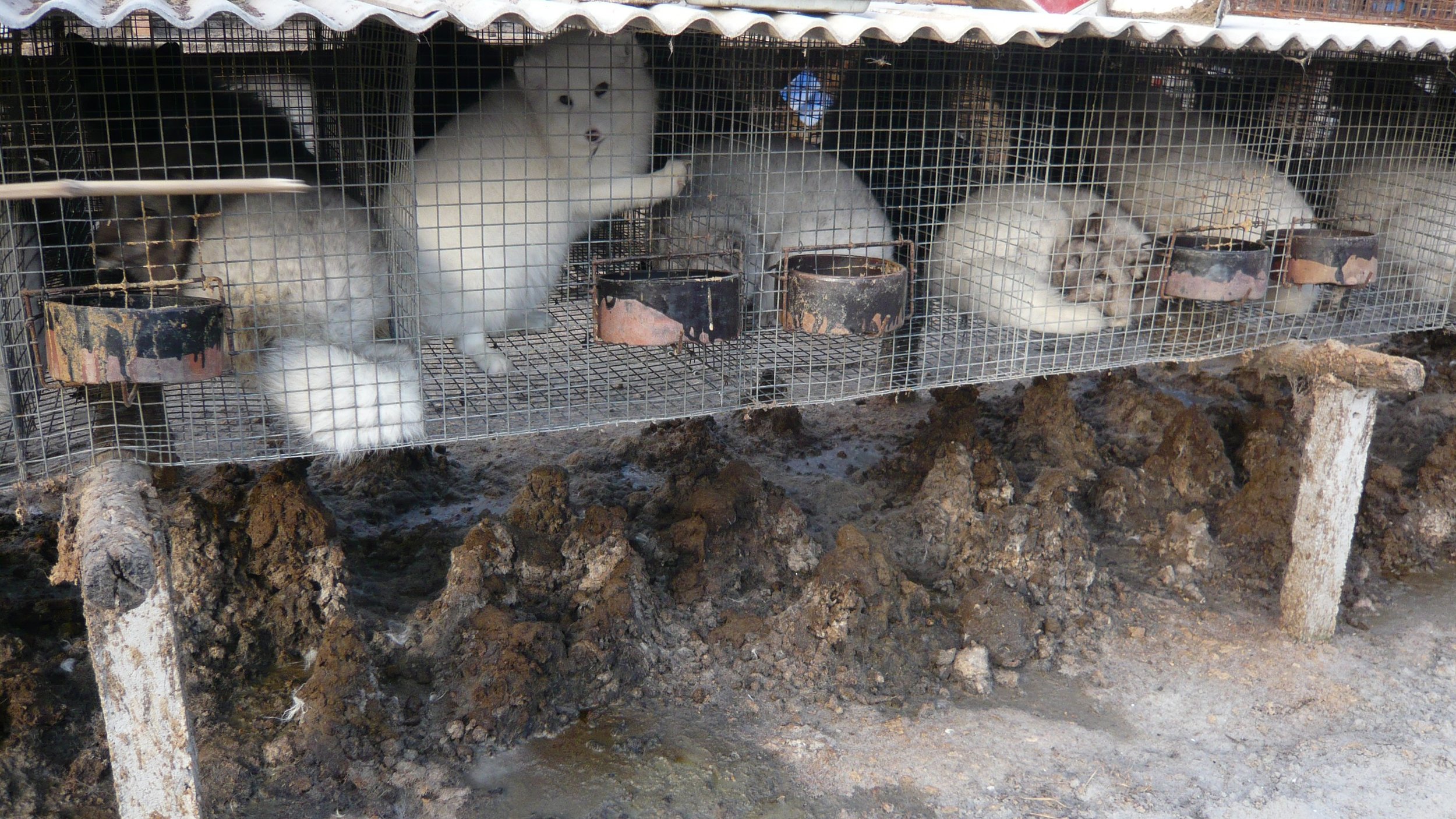 There is a high chance that the furs found in stores derive from dogs and cats.