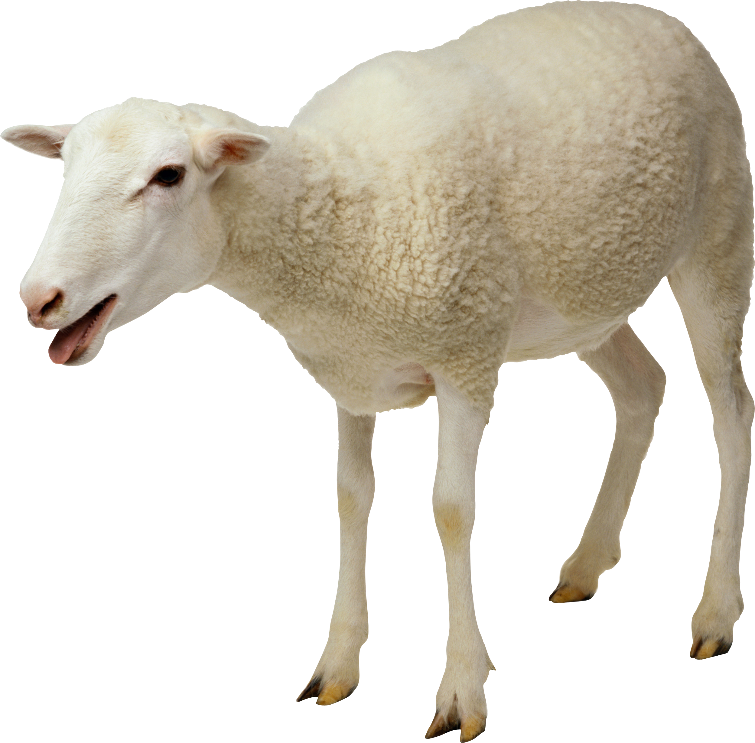 sheep.png