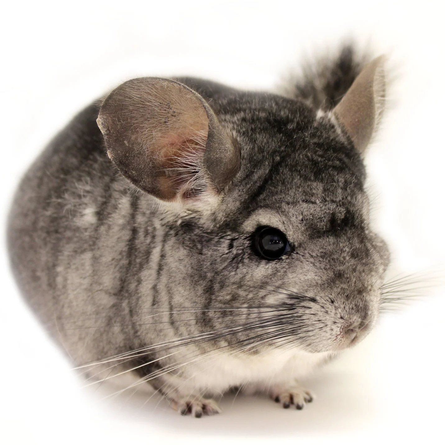 chinchilla_grey_edited_1.jpg