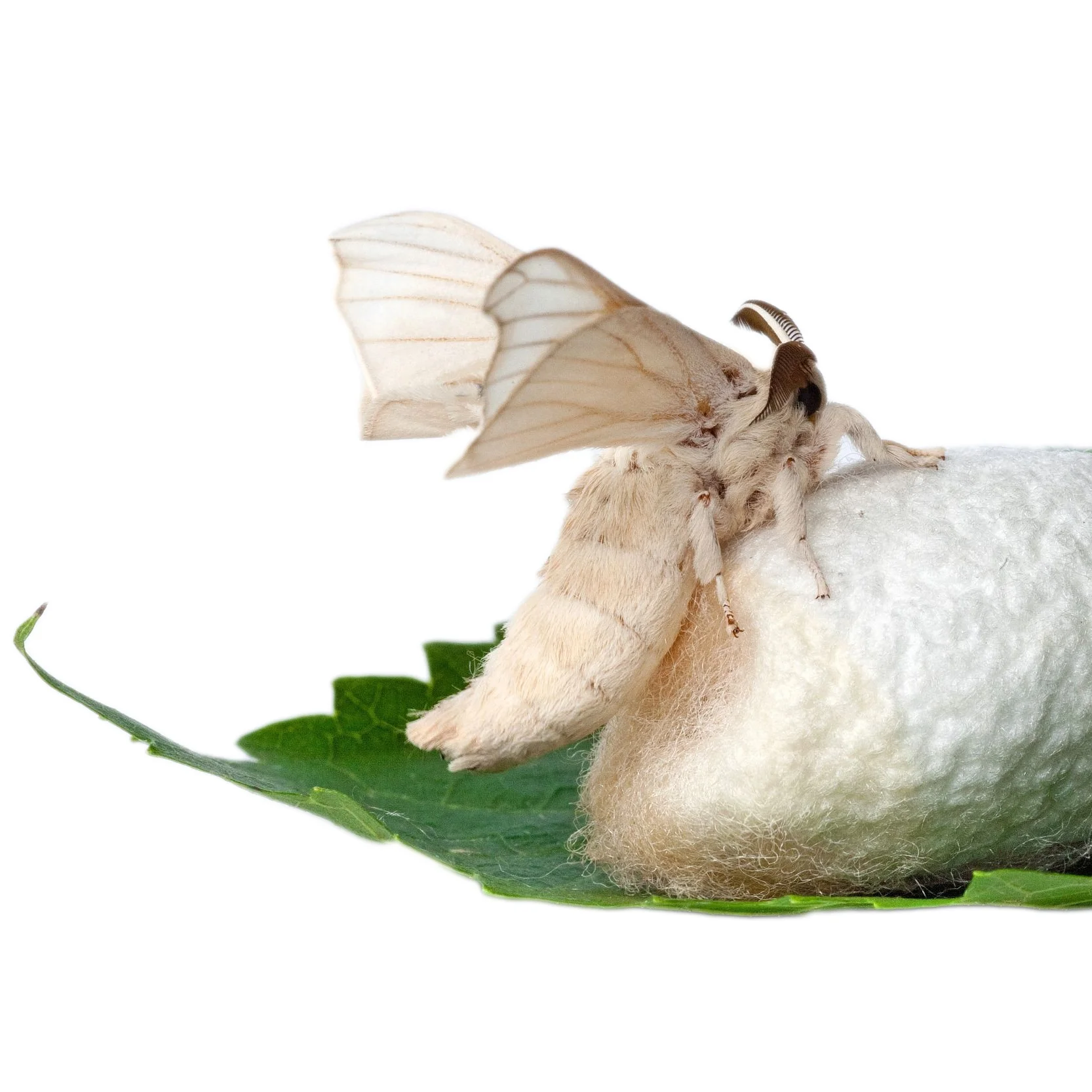 silk worm.jpg