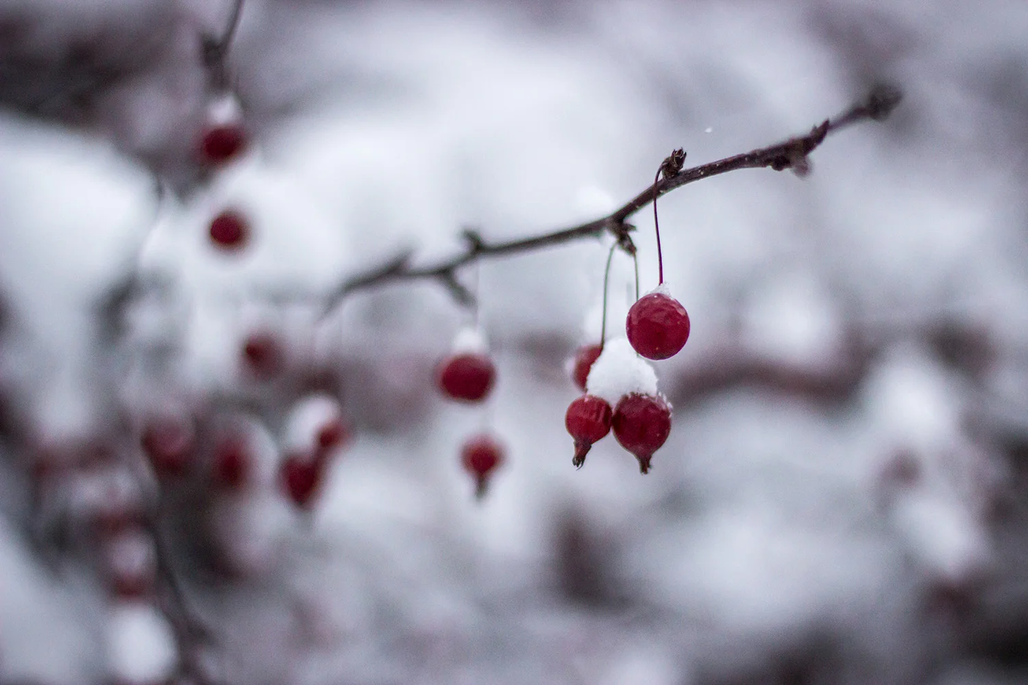 Canon T3i: ISO 800, F/1.8, 1/400 sec.