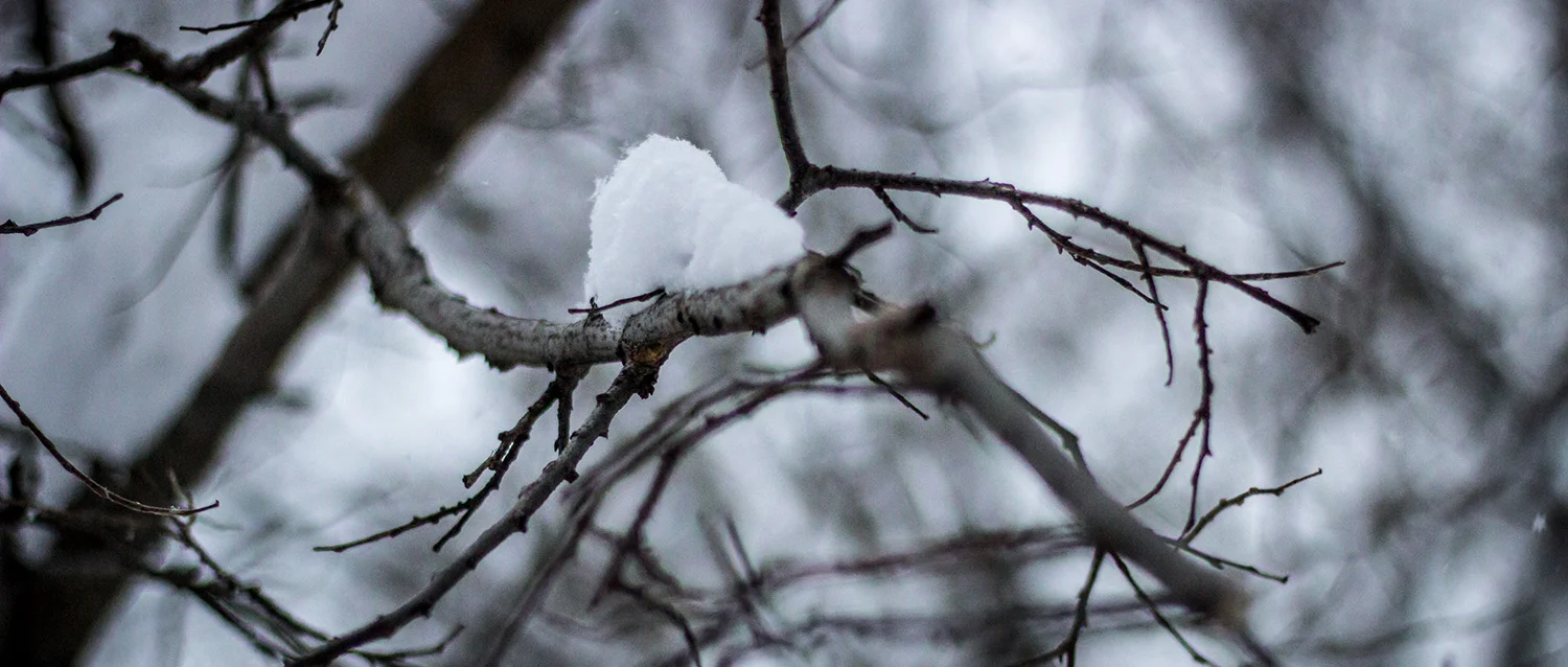 IMG_0985_cc_1500px.jpg