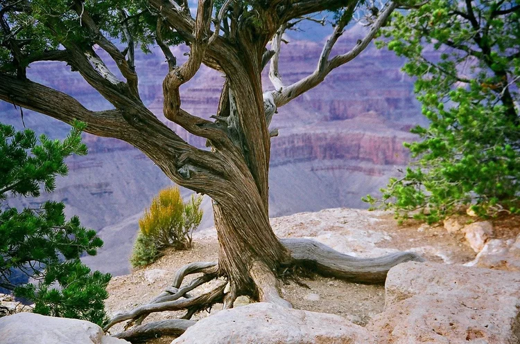 A lone tree on the rim of a canyon