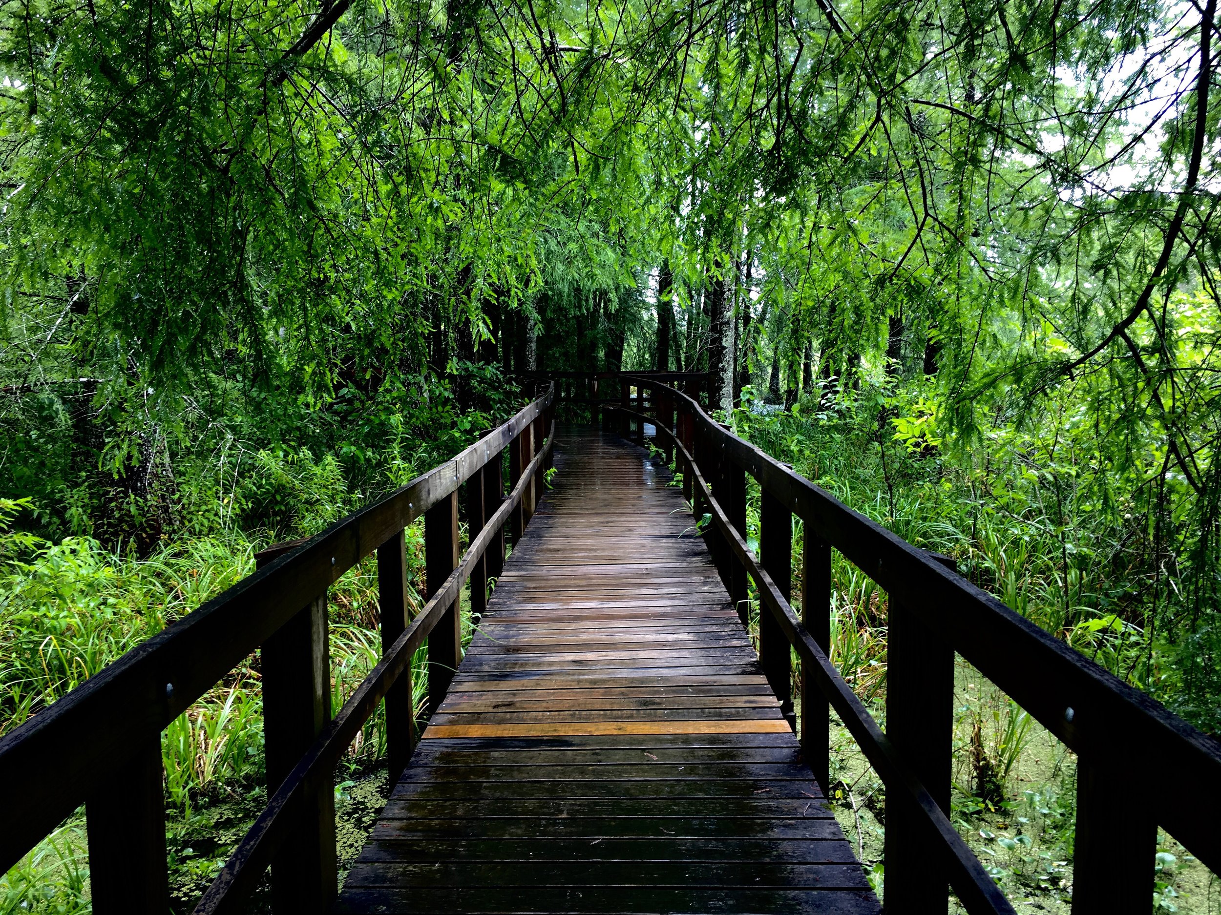 The boardwalk at the Cypress Island Preserve maintained by the Nature Conservancy.