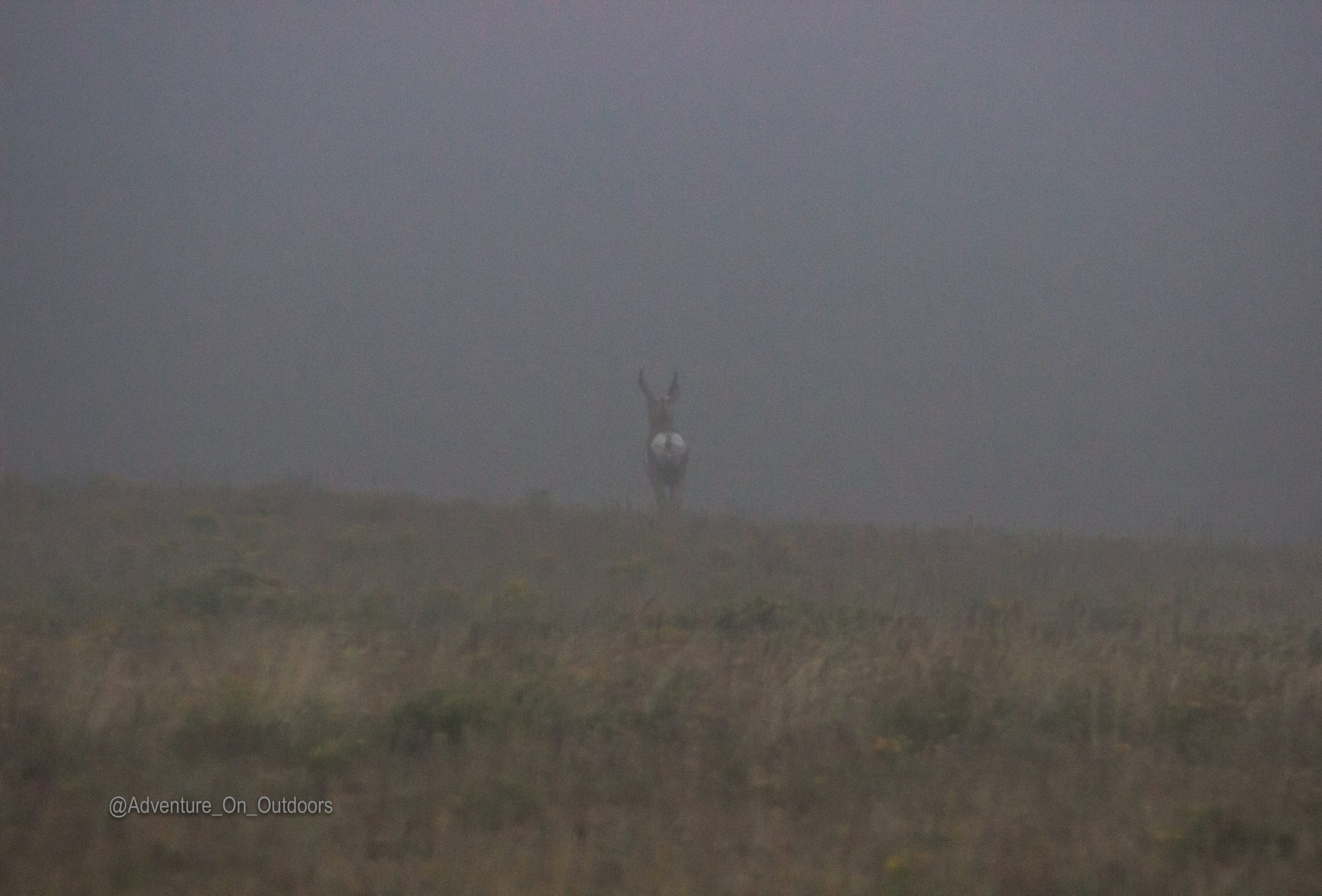 Pronghorn fog Elk Camp.jpg