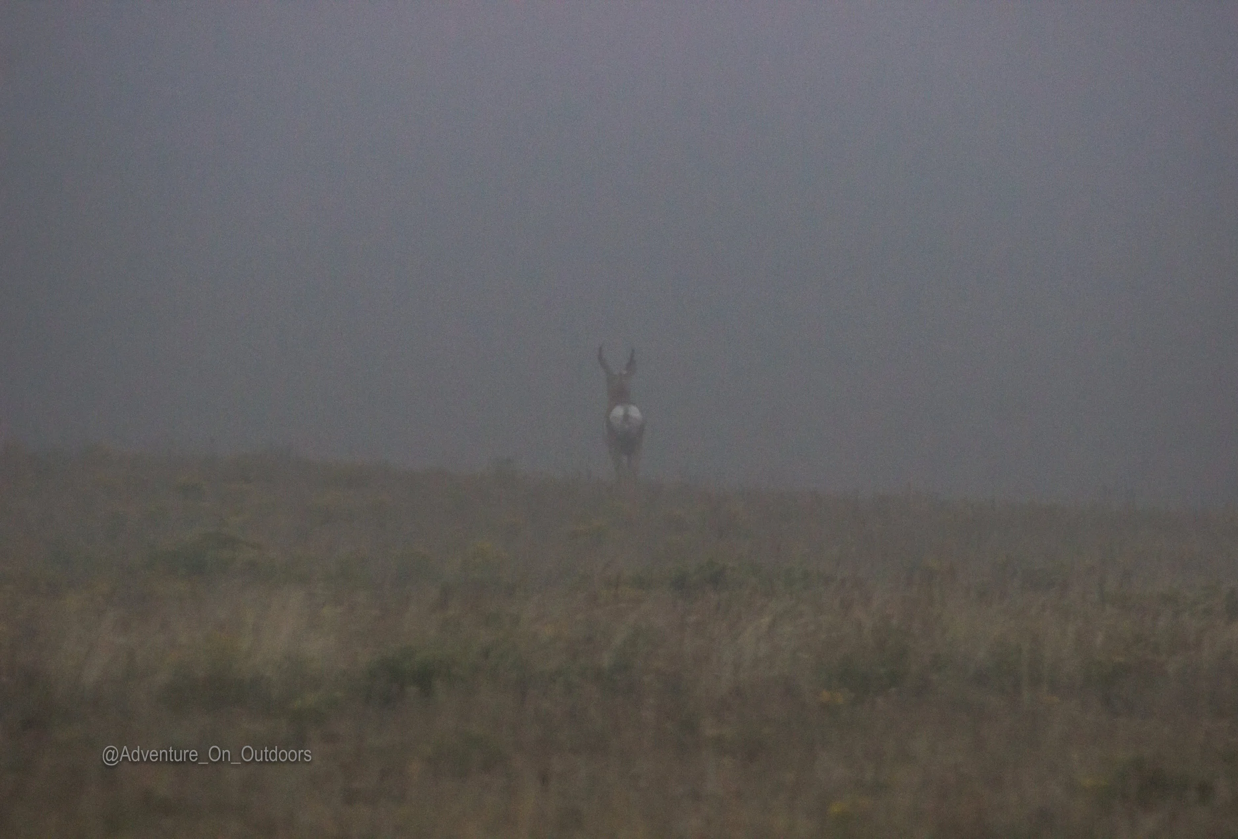 Pronghorn fog Elk Camp.jpg