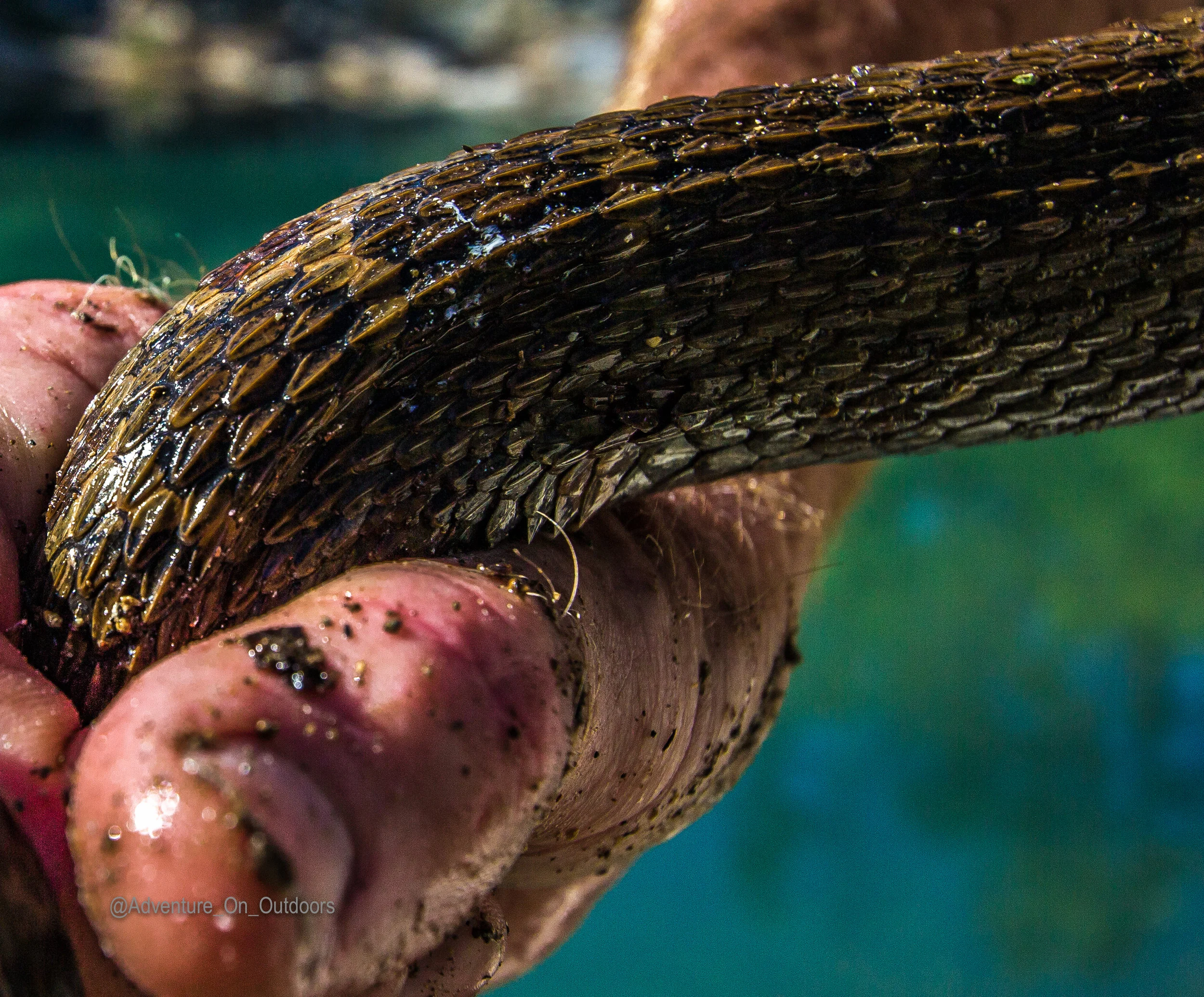 Snake hand.jpg