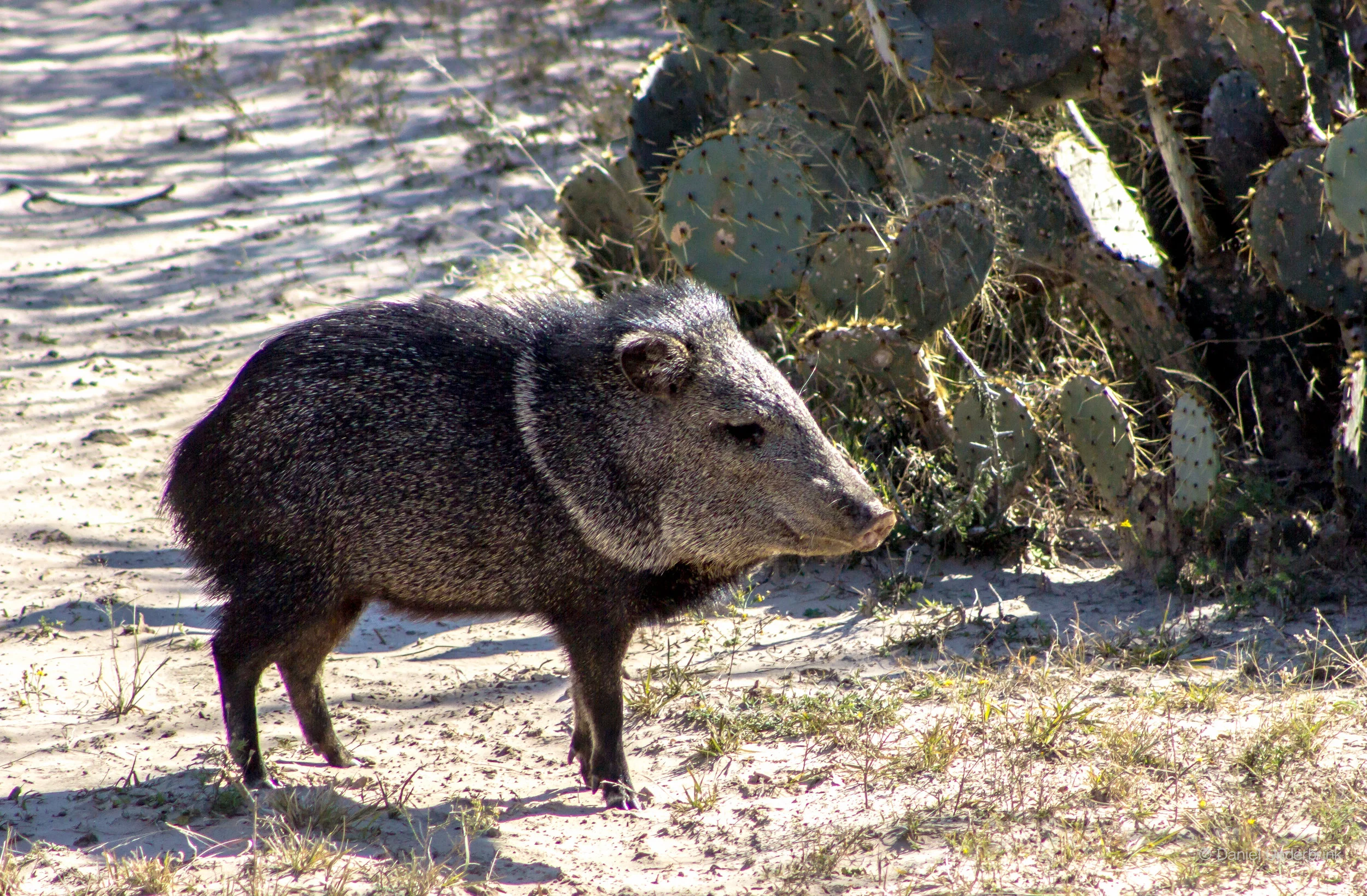 Javelina Cactus SD_.jpg