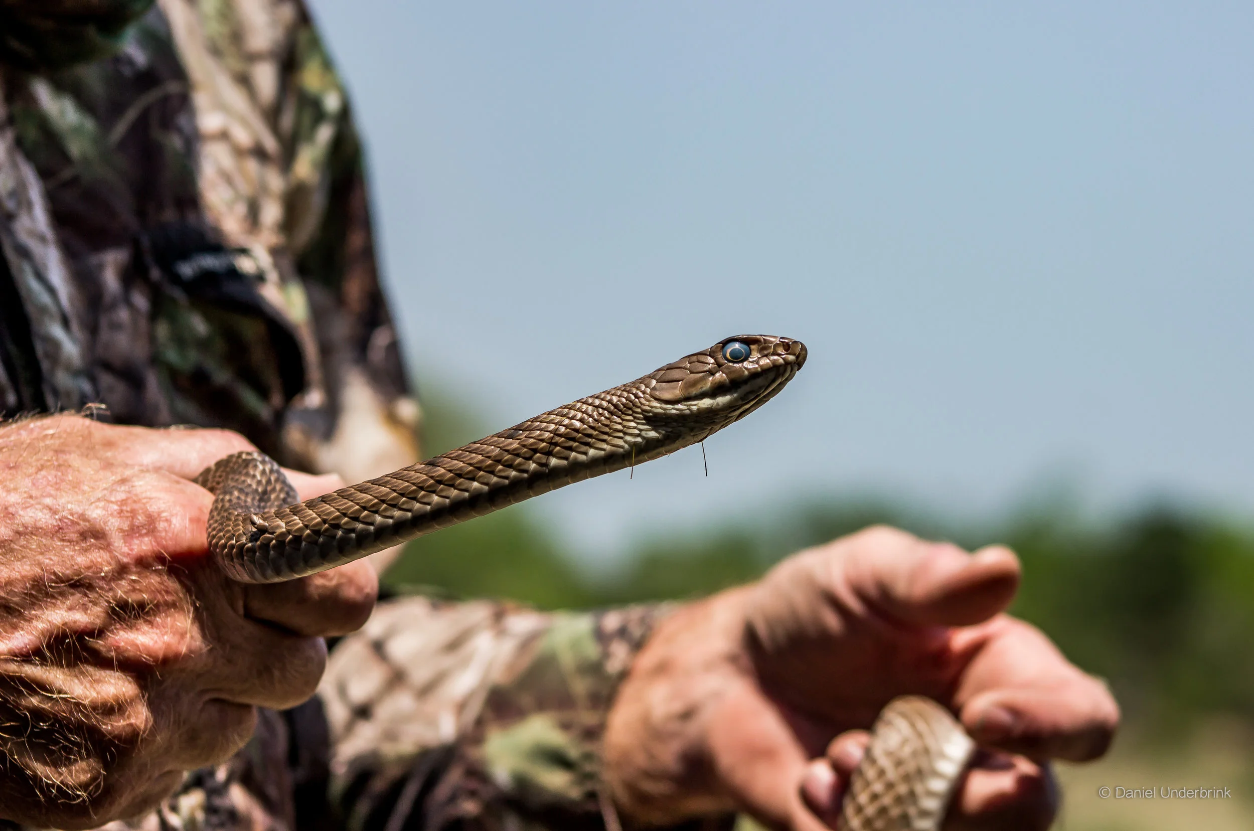 Coachwhip 2.jpg