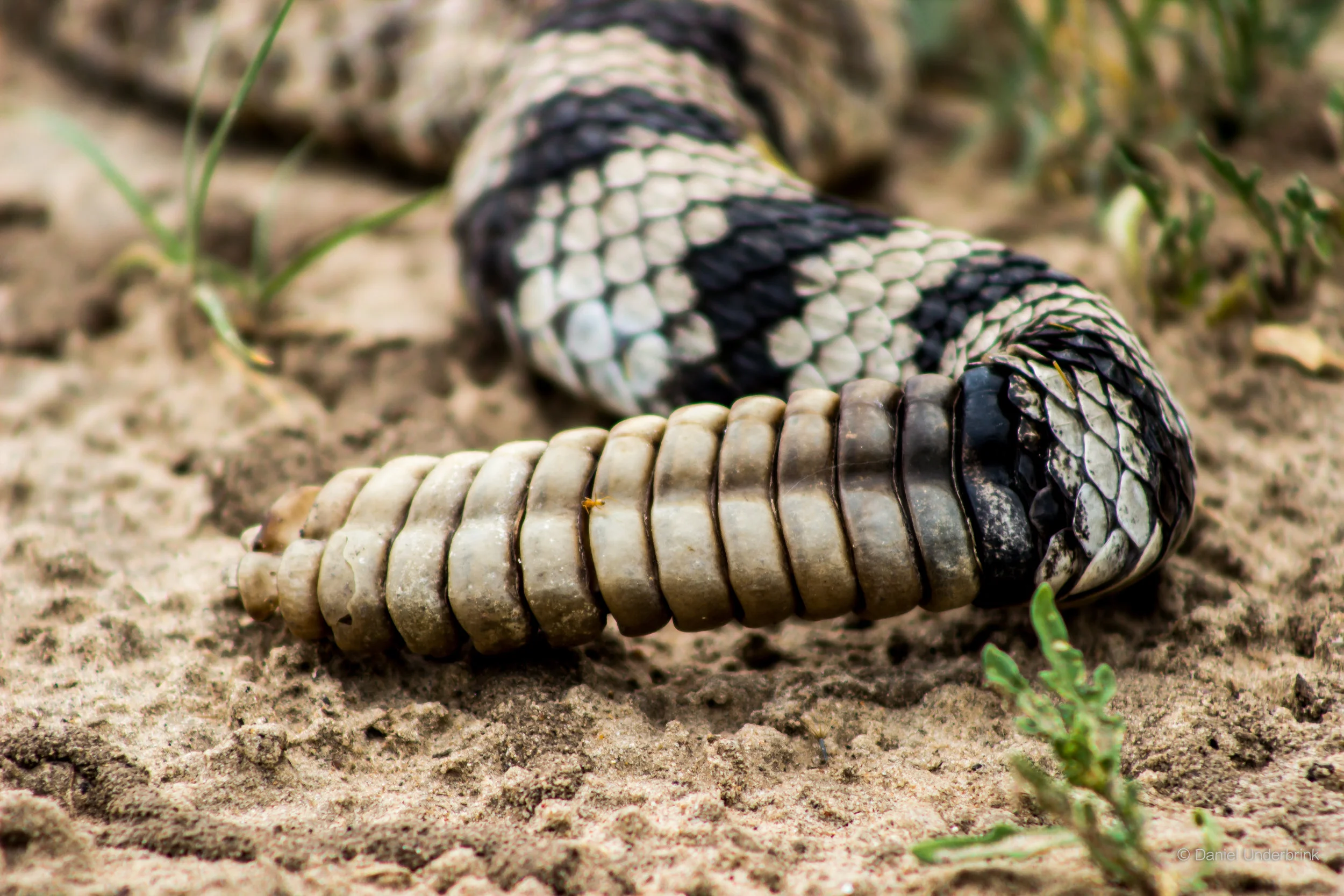 Rattler Folded over.jpg
