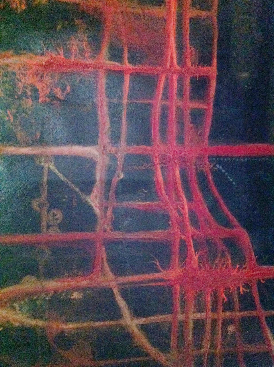 New York Biogram from Winter Intensive