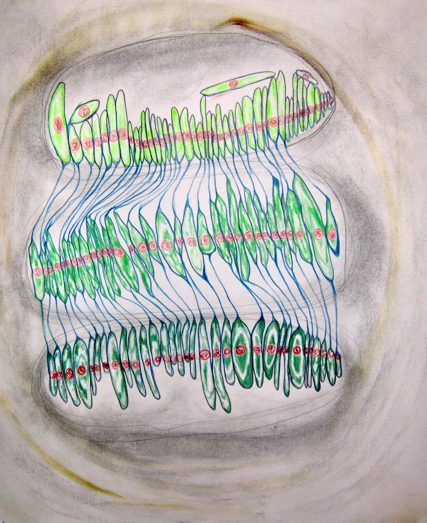 Cell Mitosis Library #3