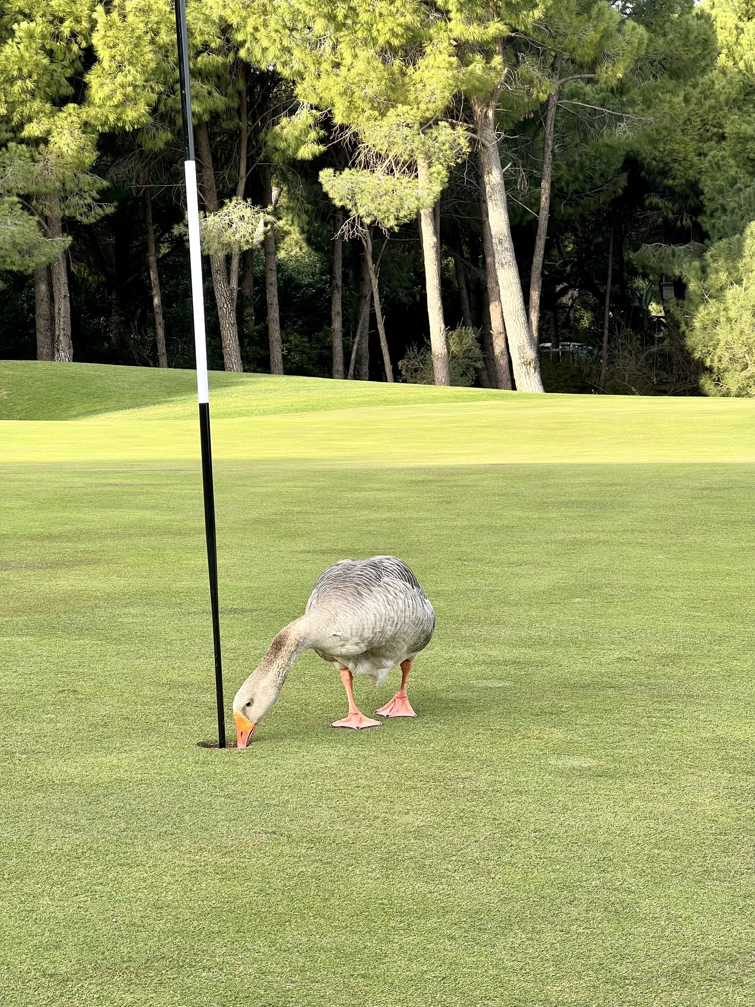 Ptaki na polach golfowych: spotkanie natury i sportu