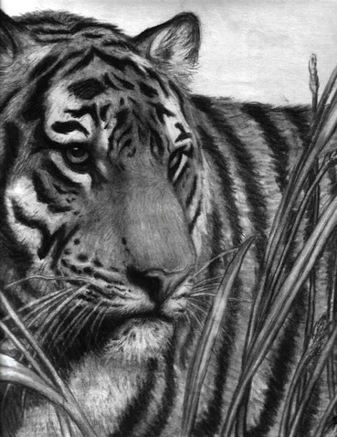 tiger.jpg