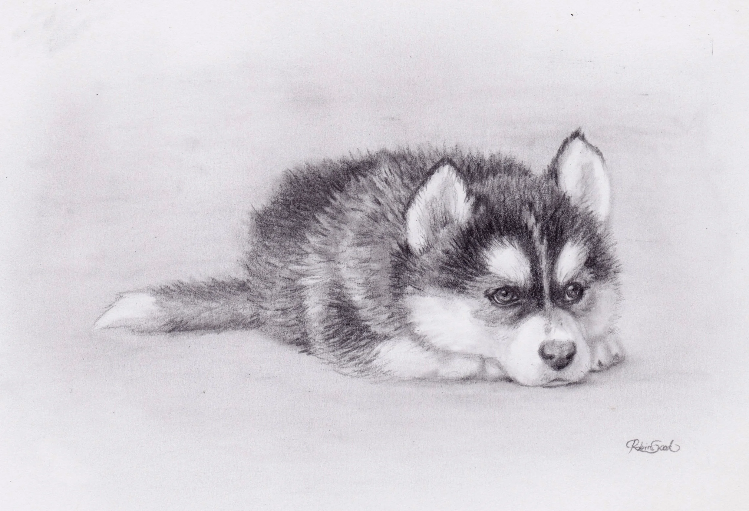 Husky Puppy.jpg