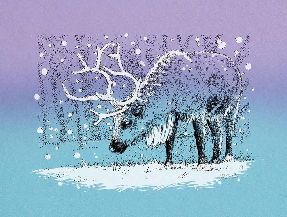 caribou colour sm.jpg
