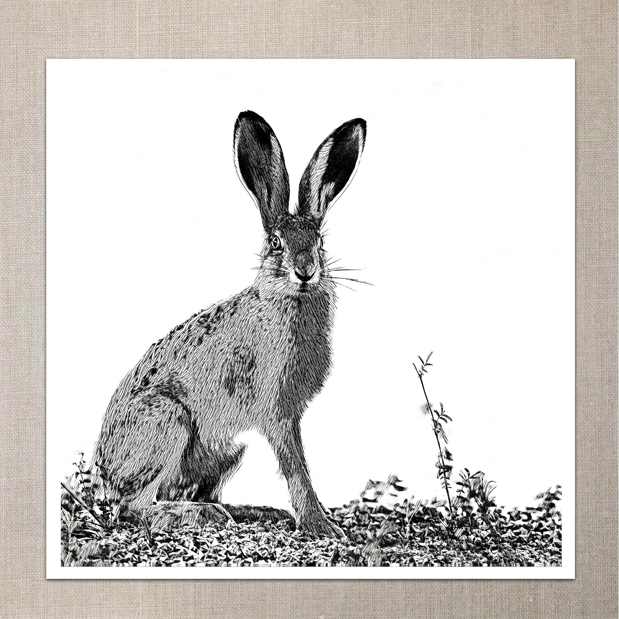 Hare