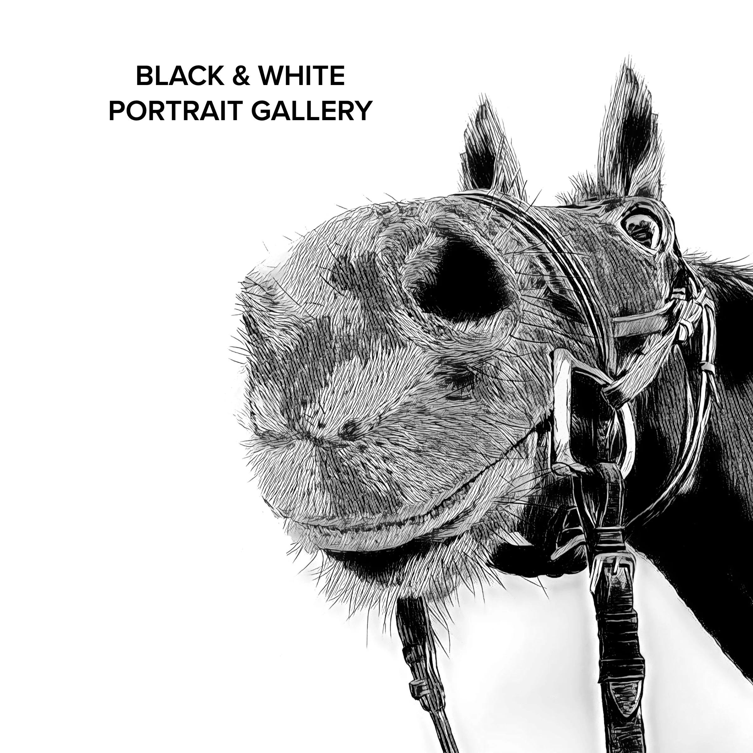 black and white portrait gallery photo link.jpg
