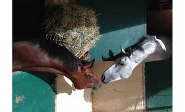 GrayHorseBrownHorseKissTN.jpg