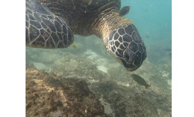 TurtleFishTN.jpg