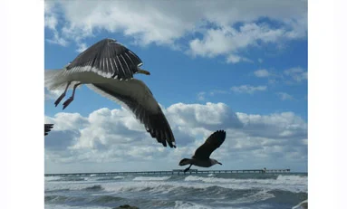 SeagullFlyByTN.jpg