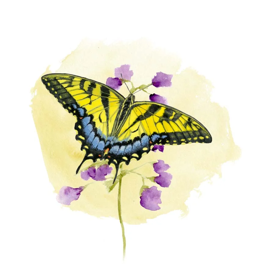 Tiger Swallowtail Butterfly