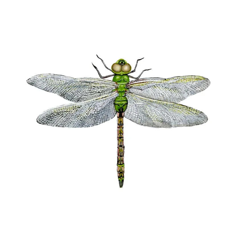 Green Darner Dragonfly