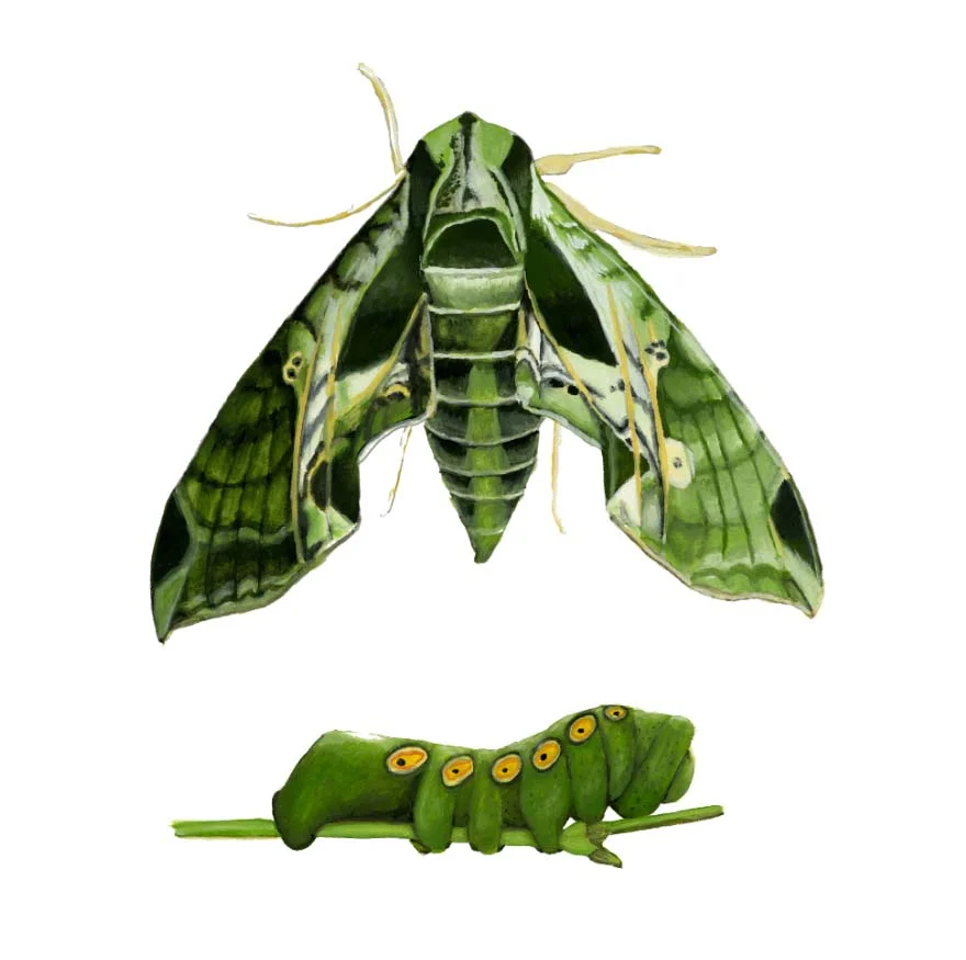Pandora's Sphinx Moth
